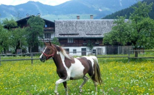 Jugendgaestehaus Gosauschmied Buitenkant foto